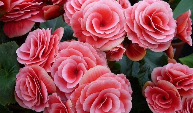 How to grow begonias at home growth and care
