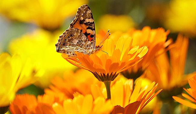 How to grow calendula from seed growth and care