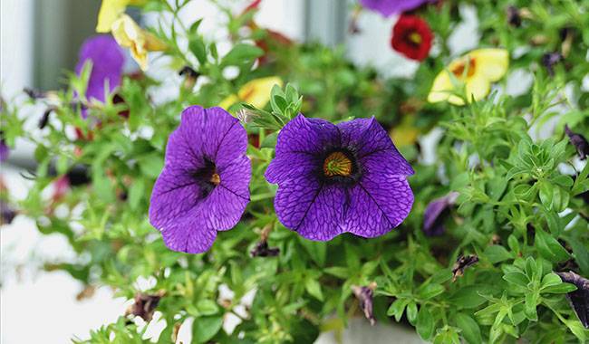 How to grow calibrachoa Growing from seeds in the garden