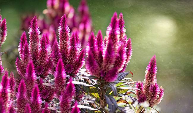 How to grow celosia growth, planting, and care