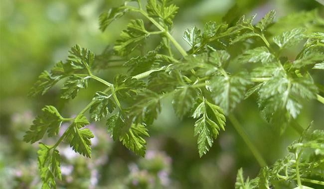 How to grow chervil planting characteristics