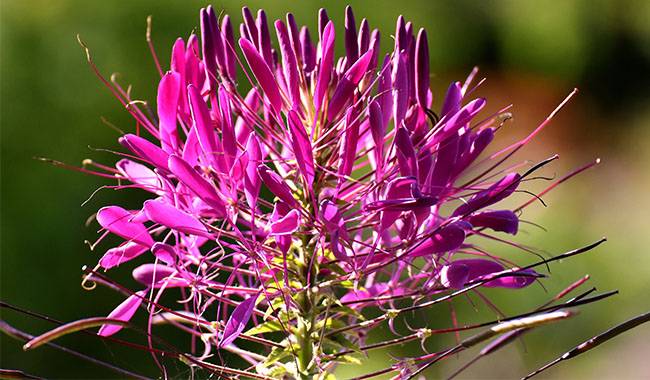 How to grow cleome Growing Guide