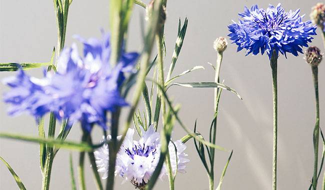 How to grow cornflower sowing and care