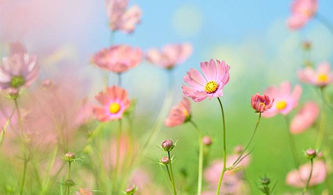 How to grow cosmos Growing from seed, planting, and care