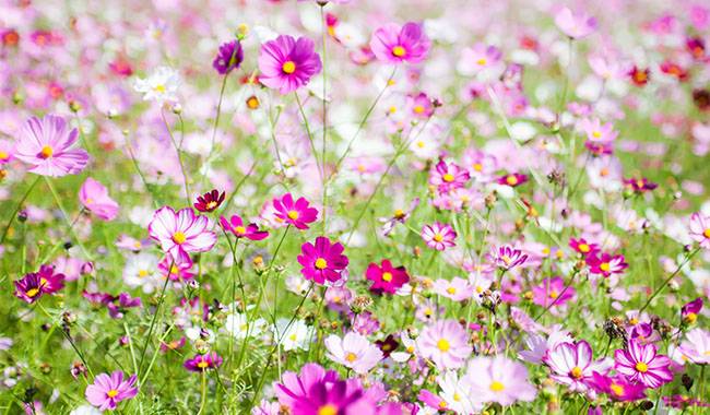 How to grow cosmos from seed Growing Guide