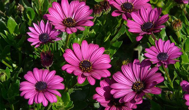 How to grow osteospermum (Blue Eyed Daisies) growth and care
