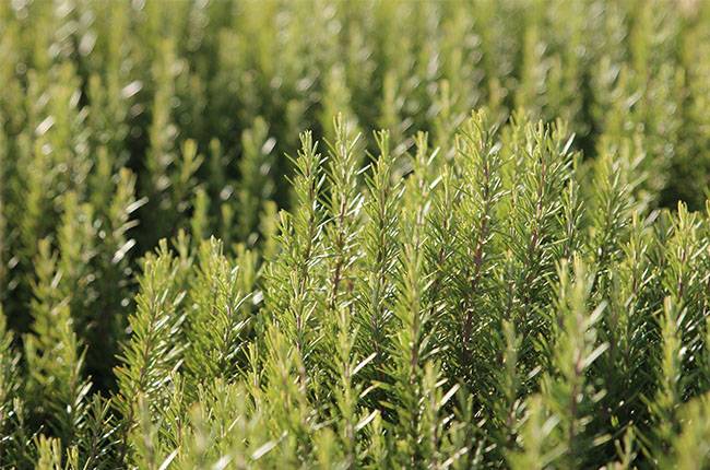 How to grow rosemary - Growing conditions