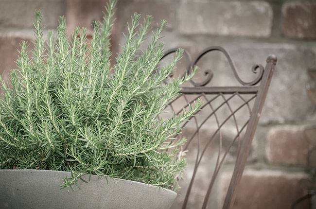 How to grow rosemary - Growing rosemary at home