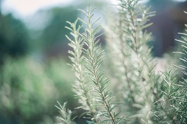 How to grow rosemary - Growing rosemary outdoors