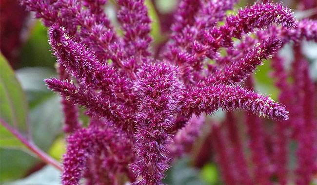 How to growing Amaranth in containers at home