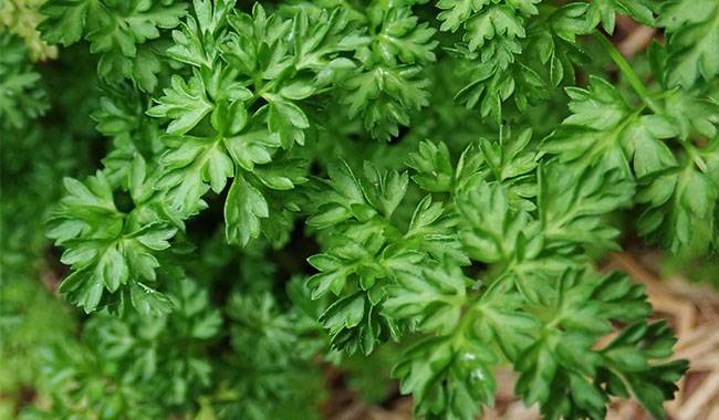 How to growing chervil from seed
