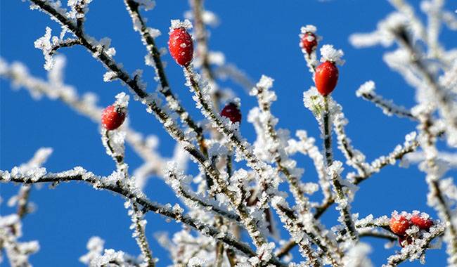 How to not damage fruit tree seedlings in winter