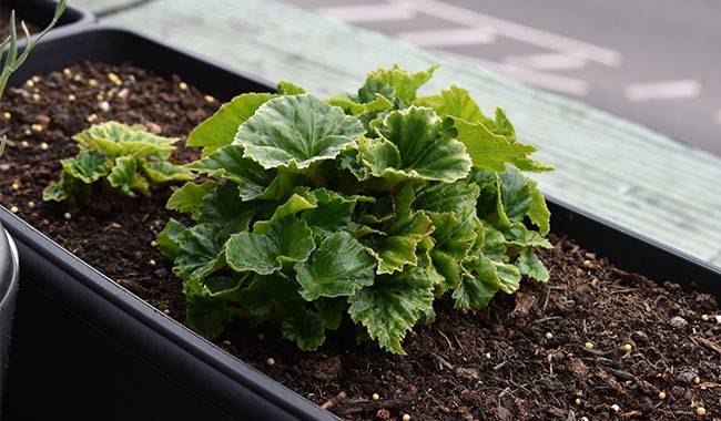 How to plant begonia bulbs Planting for tips