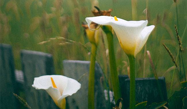 How to plant calla lily planting tips