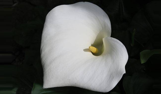 How to plant calla lily