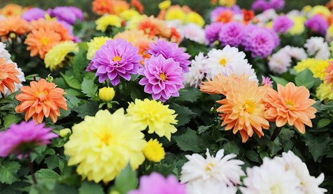 How to plant chrysanthemum planting, growing, and care
