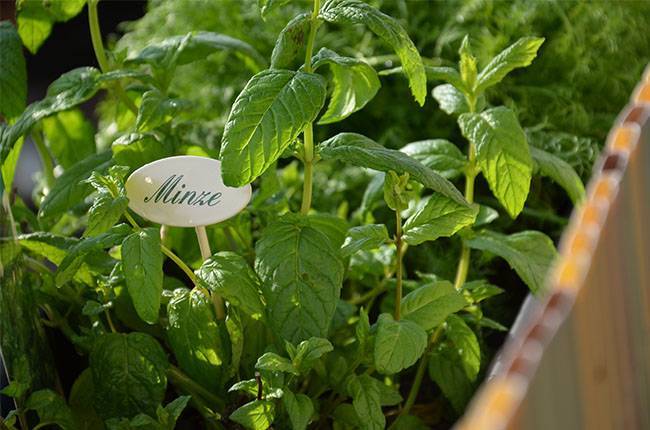 How to plant mint and where is suitable for it