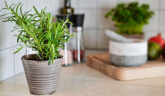How to plant rosemary in a pot and get the most benefit