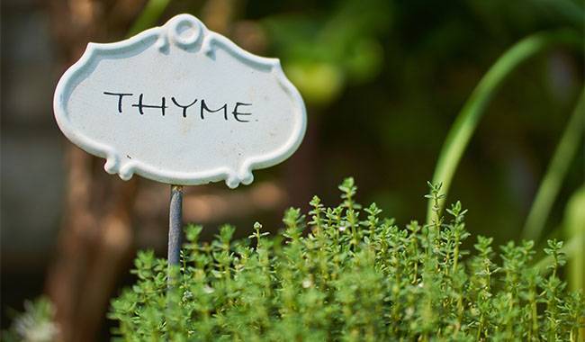 How to plant thyme planting, care, and harvest