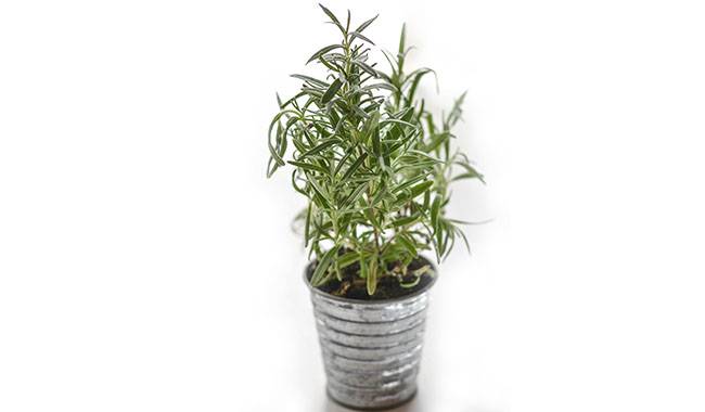How to propagate rosemary from cuttings
