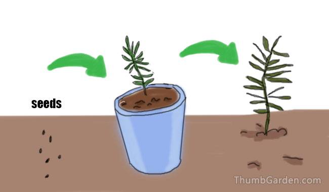 How to propagate rosemary from seeds - ThumbGarden