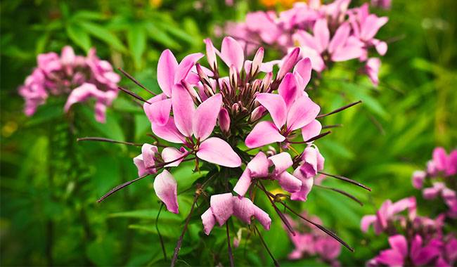 How to sow seeds for Cleome