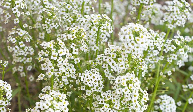 How to take care of baby's breath Planting for tips