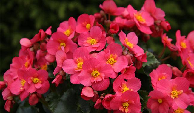 How to take care of begonias at home
