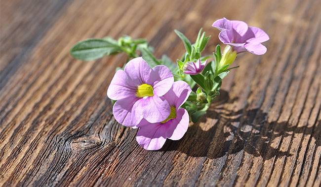 How to take care of calibrachoa Planting for tips