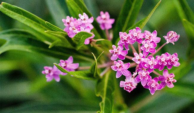 How to take care of milkweed plants