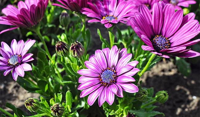 How to take cuttings from osteospermum