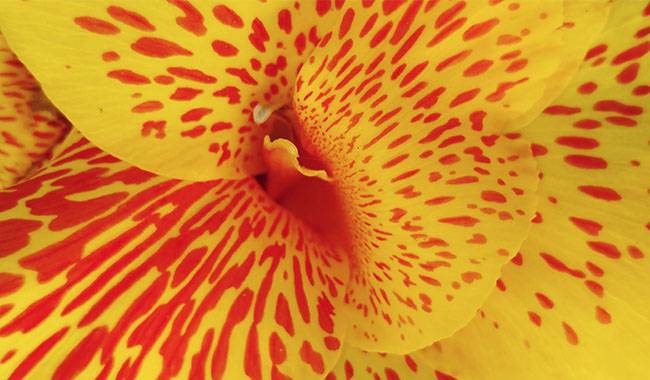 How to winter canna lilies Planting for tips