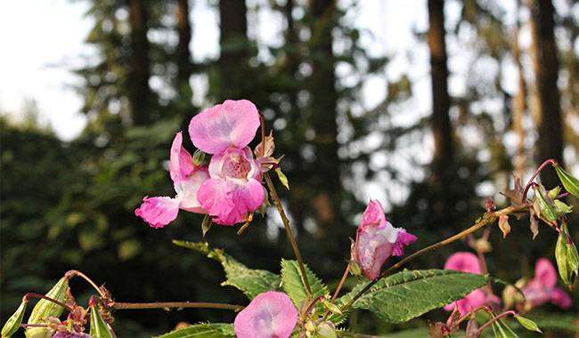 Is the balsam tree considered to be a medicinal plant