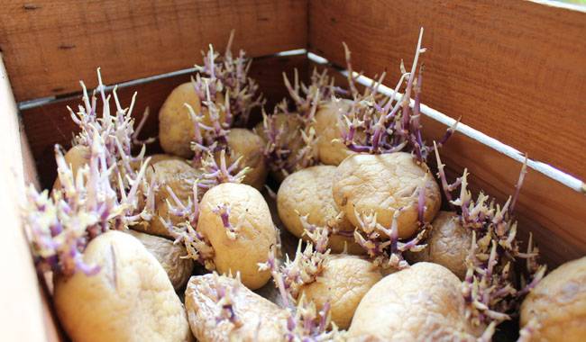 Potatoes in bags, barrels, and boxes harvesting methods for the lazy