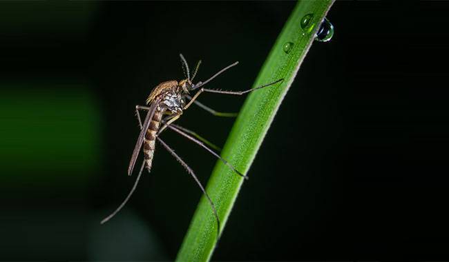 The best treatment for mosquitoes natural remedies