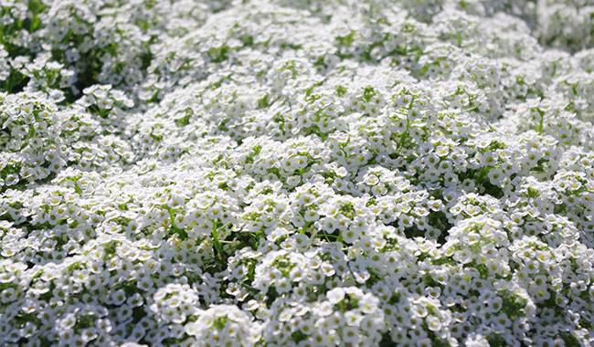 This is a beautiful Alyssum flower