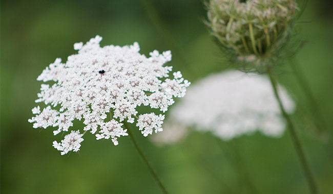 This is a beautiful Queen Anne's lace