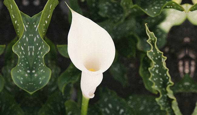 This is a calla lily plant