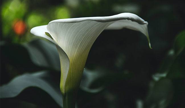 This is a calla lily