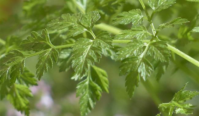 This is a chervil