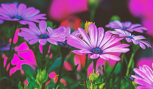 This is beautiful Osteospermum(Blue Eyed Daisies)