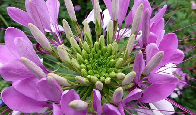 This is cleome (Spider flower)