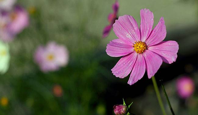 This is cosmos flower
