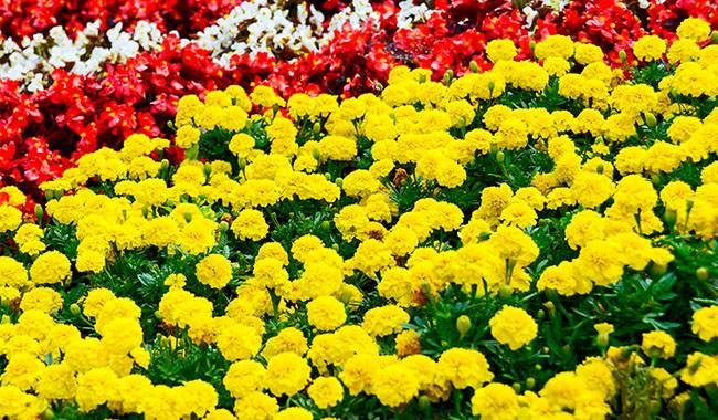 This is the colorful chrysanthemum