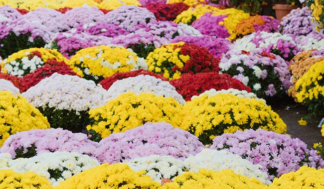 What colors are chrysanthemums the meaning of each