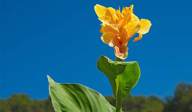 What is canna(plant)
