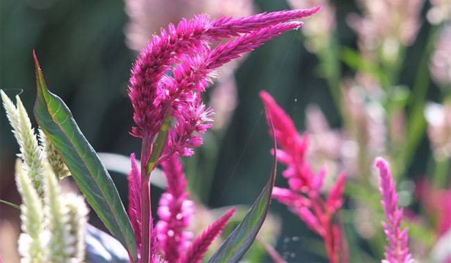 What is celosia(plant)