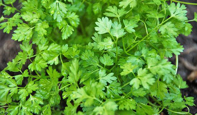 What is chervil (spice)