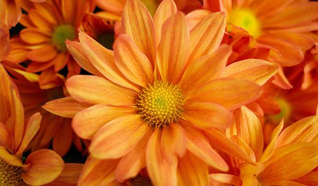 What is chrysanthemum