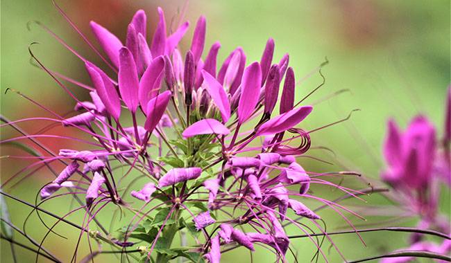 What is cleome (Spider flower)